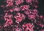 Ткань холодная вискоза Фонтан из роз, купон 1.25м