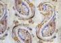 Портьерная ткань рогожка CACHEMIRE узор огурцы фиолетово-серого цвета (раппорт 23х45см)