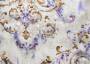 Портьерная ткань рогожка CACHEMIRE узор огурцы фиолетово-серого цвета (раппорт 46х94см)