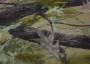 Флис-полартек на меху в оливково-серых тонах
